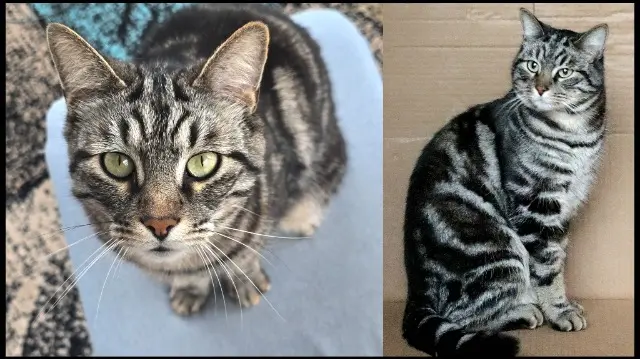 chat reunited   54200 Écrouves Nuggets