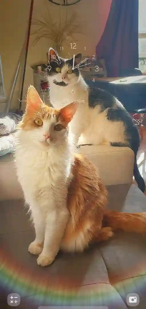 Chat Trouvé 54 Meurthe-et-Moselle - Papaye Chat Trouvé 54 Meurthe-et-Moselle - Papaye