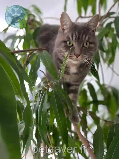 Chat Perdu 54 Meurthe-et-Moselle - Pompon Chat Perdu 54 Meurthe-et-Moselle - Pompon