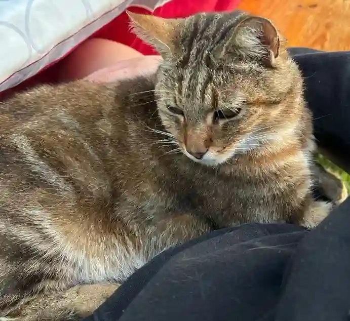 Chat Perdu 54 Meurthe-et-Moselle - Poumba/-rouquin Chat Perdu 54 Meurthe-et-Moselle - Poumba/-rouquin