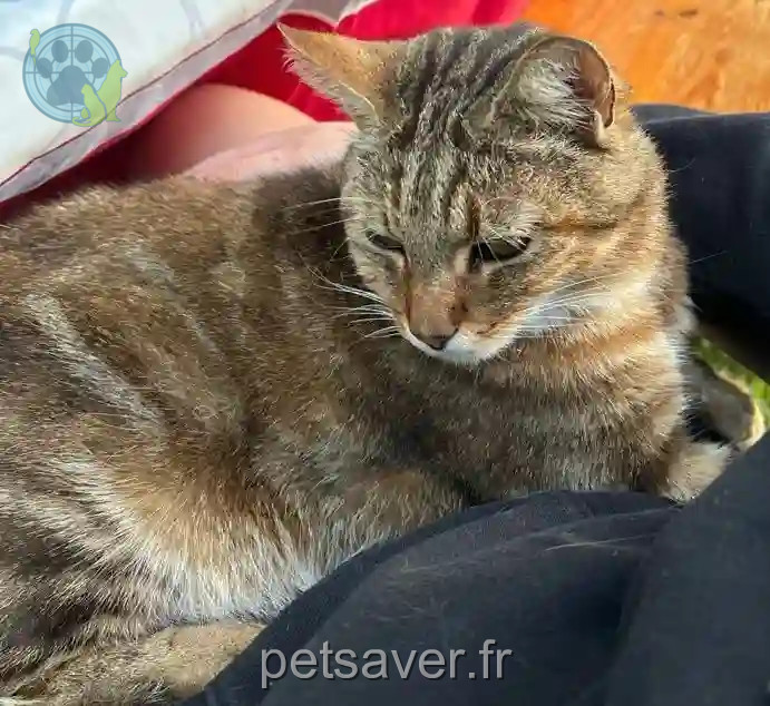 Chat Perdu 54 Meurthe-et-Moselle - Poumba/-rouquin Chat Perdu 54 Meurthe-et-Moselle - Poumba/-rouquin