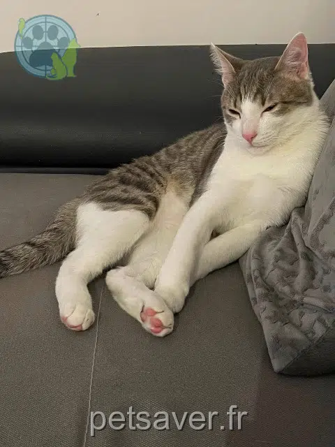 chat reunited 54110 Sommerviller Smooky