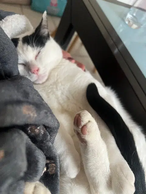 chat reunited   54180 Heillecourt Soprano