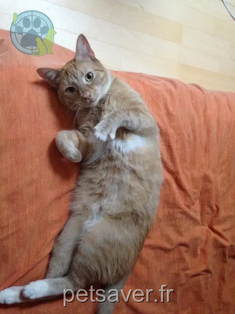 chat reunited   54210 Saint-Nicolas-de-Port Taz