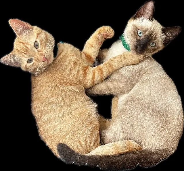 chat reunited   54425 Pulnoy Thor