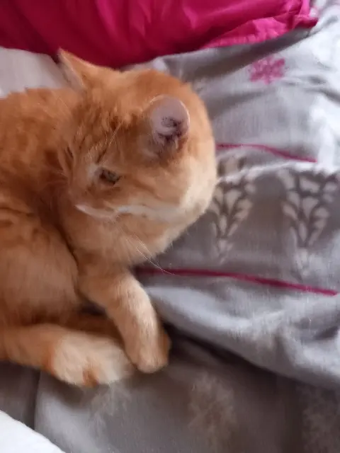 chat reunited   54850 Méréville Tirou