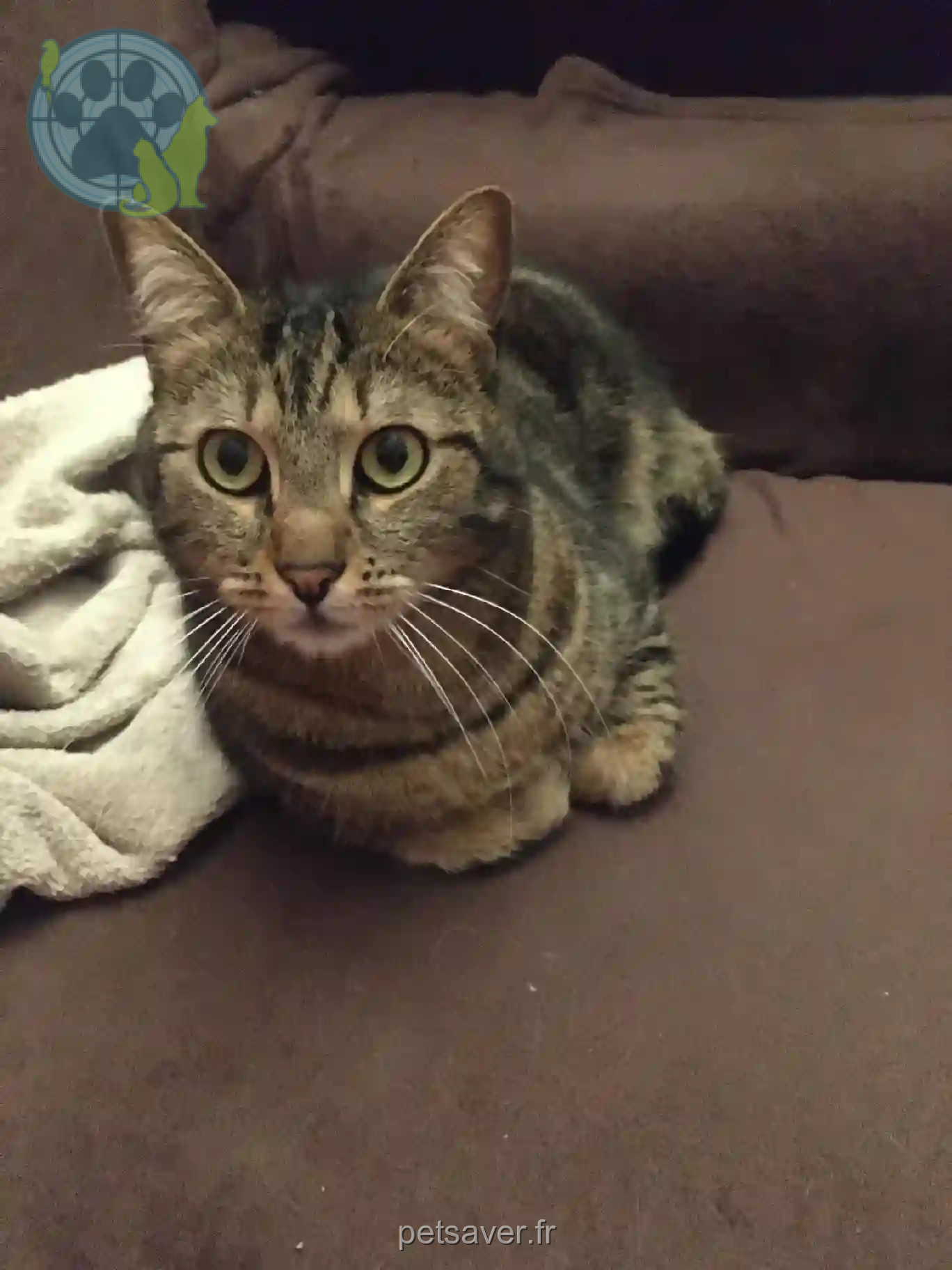 Chat Perdu 54 Meurthe-et-Moselle - Troll Chat Perdu 54 Meurthe-et-Moselle - Troll