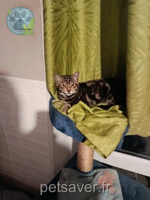 chat reunited 54200 Bouvron Tyson