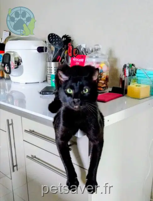 chat reunited   54300 Hériménil Ulysse