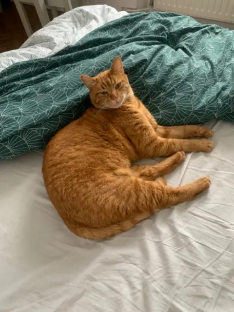 chat reunited    Val de Briey Charly