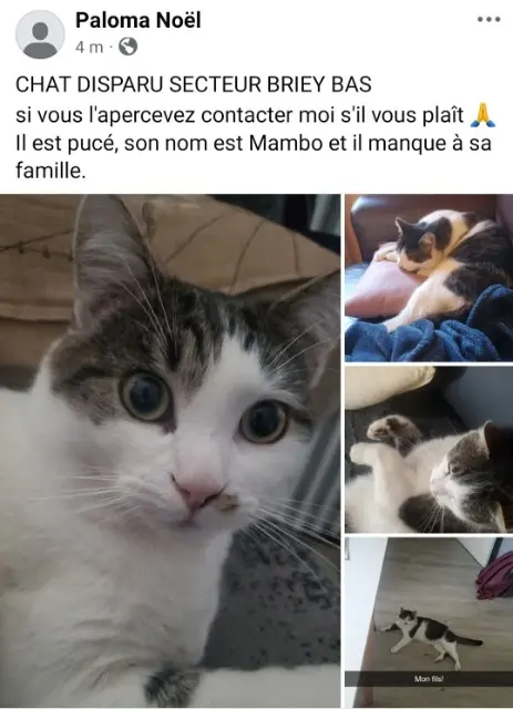 chat reunited    Val de Briey Mambo