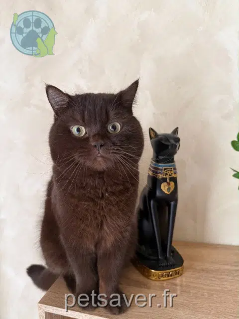 chat reunited 54200 Toul Wally