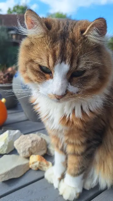 chat reunited   54410 Laneuveville-devant-Nancy Zéphyr