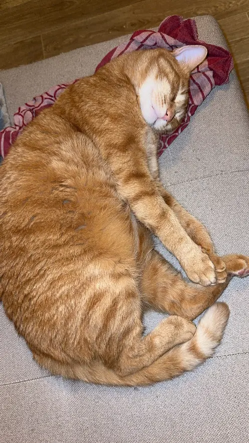 Chat Perdu 54 Meurthe-et-Moselle Chat Perdu 54 Meurthe-et-Moselle