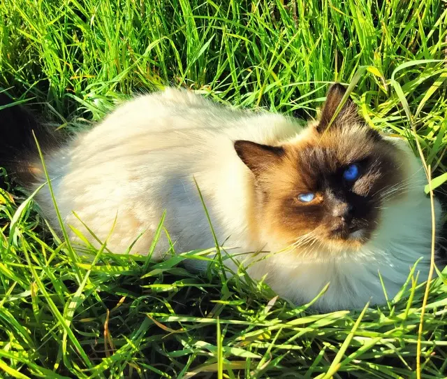 chat reunited   55200 Lérouville Atichou