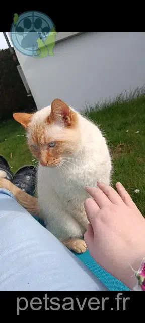 chat reunited   55100 Verdun Pixie