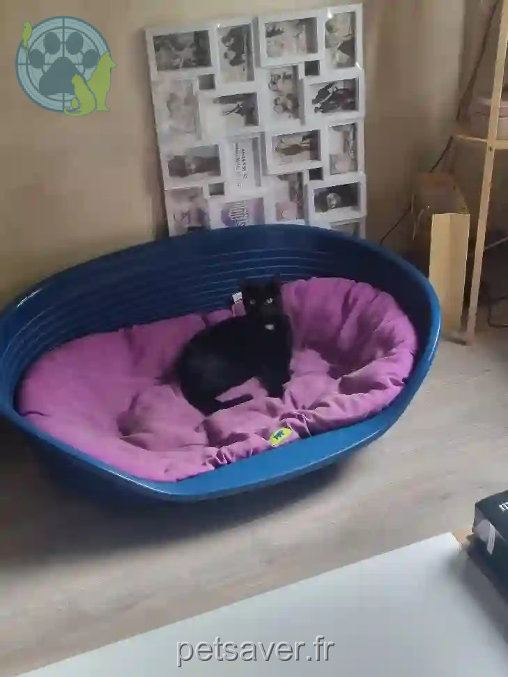 Chat Trouvé 55 Meuse - Salem Chat Trouvé 55 Meuse - Salem