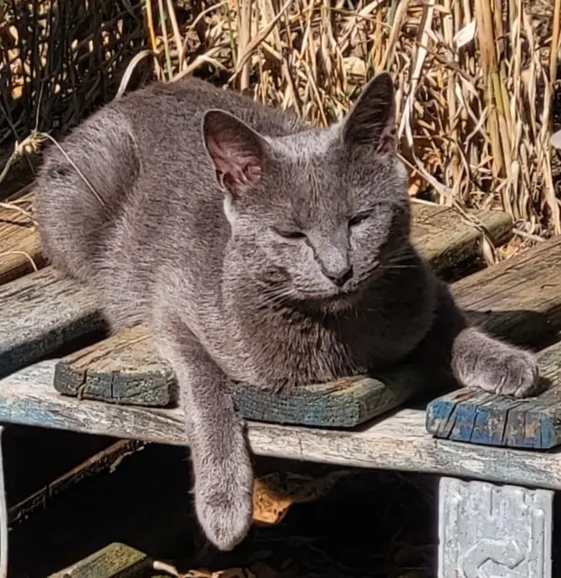 chat reunited   55230 Senon T'Choupi