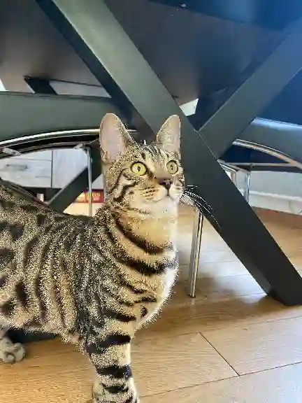 Chat Trouvé 55 Meuse Chat Trouvé 55 Meuse