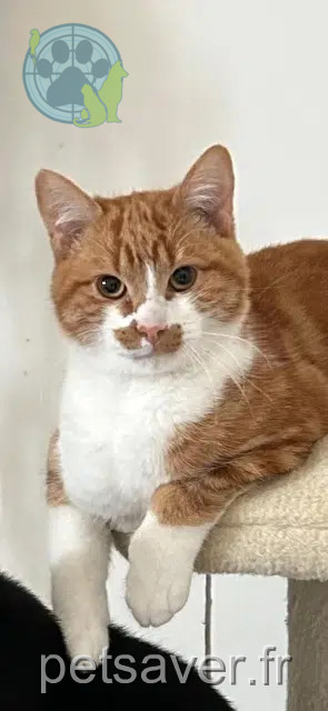 chat reunited   56890 Saint-Avé Archie