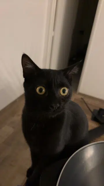 chat reunited   56160 Ploërdut Berlioz