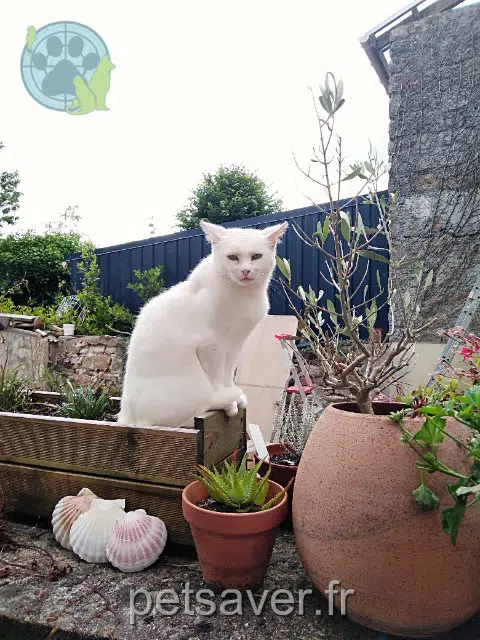 chat reunited 56230 Questembert Bouli