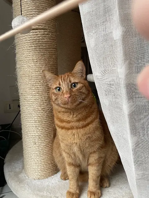 chat reunited   56250 Elven Carlo