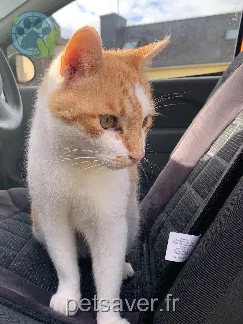 chat reunited   56650 Inzinzac-Lochrist Chipi