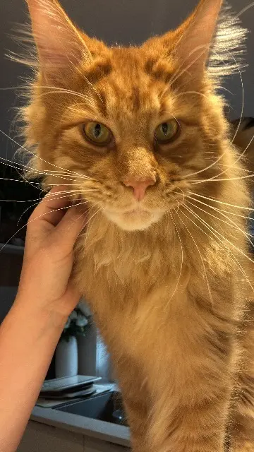 chat reunited   56600 Lanester Cookie