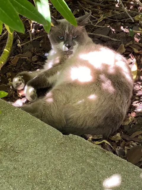 chat reunited   56890 Plescop Diabolo