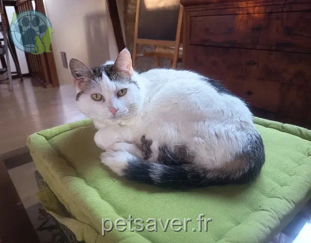 chat reunited 56270 Plœmeur Didi