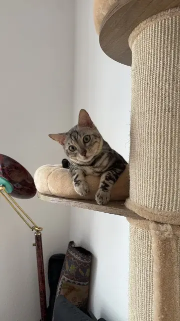 chat reunited   56890 Saint-Avé Fauve