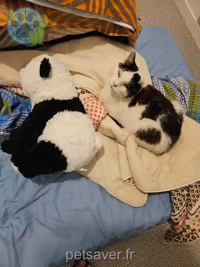 Chat Trouvé 56 Morbihan - Figaro Chat Trouvé 56 Morbihan - Figaro