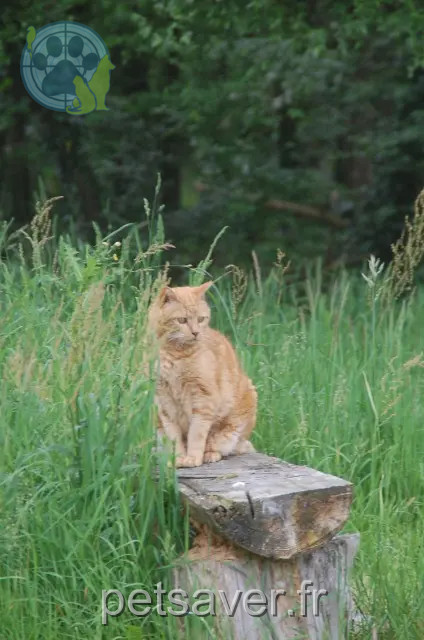 chat reunited   56310 Melrand Gingembre
