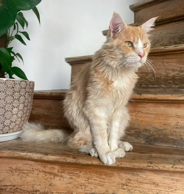 chat reunited   56410 Erdeven Gustave