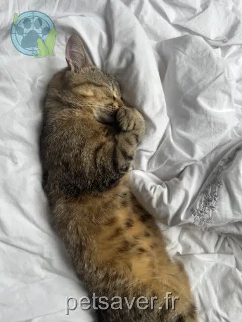 chat reunited 56550 Locoal-Mendon Hector