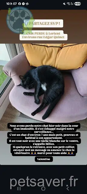 chat reunited   56100 Lorient Helios
