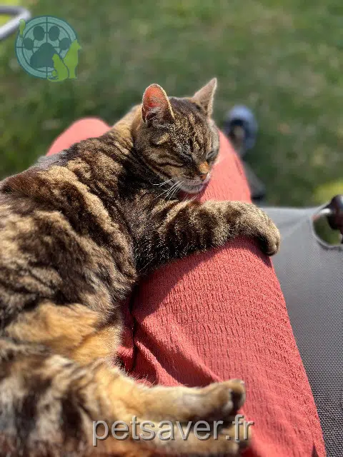 chat reunited 56660 Saint-Jean-Brévelay Ipso