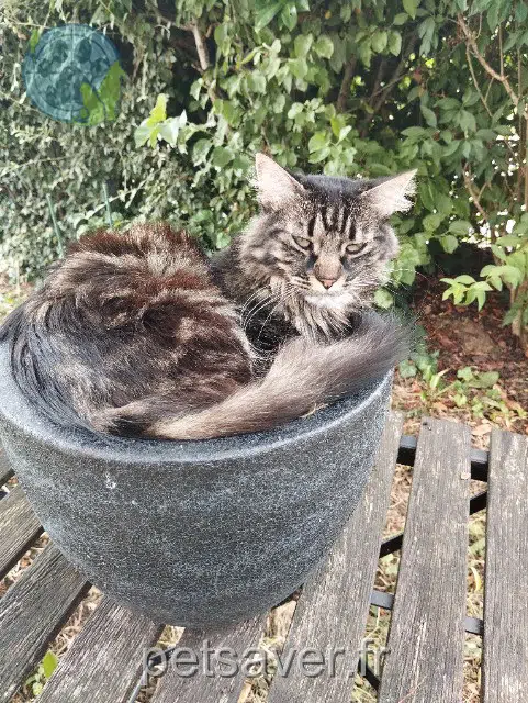 chat reunited 56100 Lorient Killa