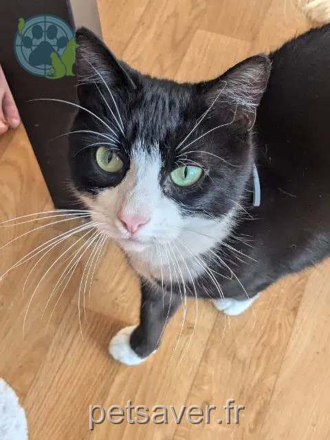 chat reunited 56450 Surzur Kiri