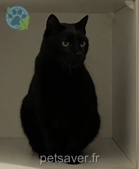 gatto reunited   56400 Auray Krumpli