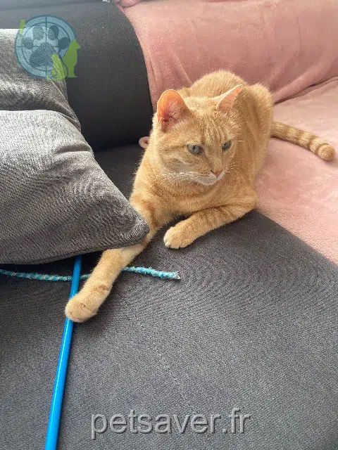 chat reunited   56520 Guidel Kyubi