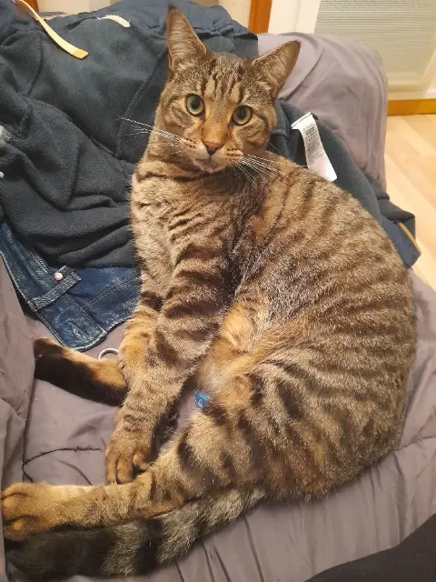 chat reunited   56200 La Gacilly Kyune