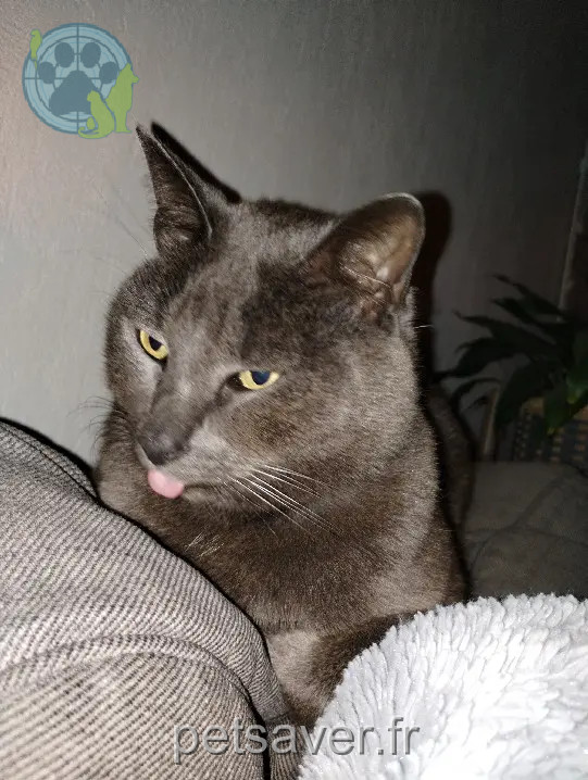 cat reunited Place Beaumarchais 56380 Bellevue Loki cat reunited Place Beaumarchais 56380 Bellevue Loki