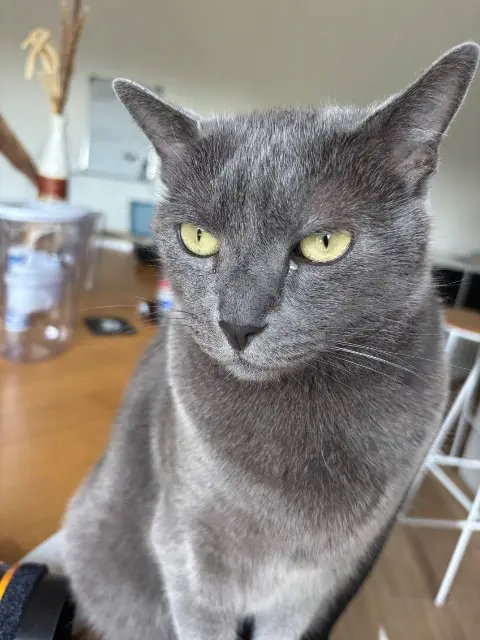 chat reunited   56700 Brandérion Loki