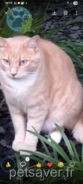 chat reunited 56370 Sarzeau Louping