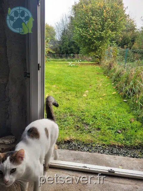 chat reunited   56480 Silfiac Lucky