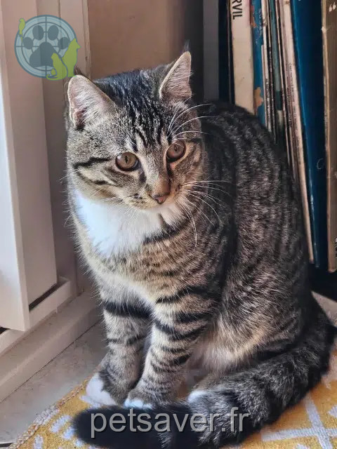 chat reunited   56700 Hennebont Lucky
