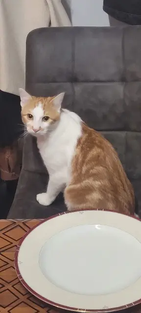 chat reunited   56700 Kervignac Lumo