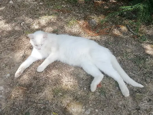 Chat Perdu 56 Morbihan - Minou Chat Perdu 56 Morbihan - Minou